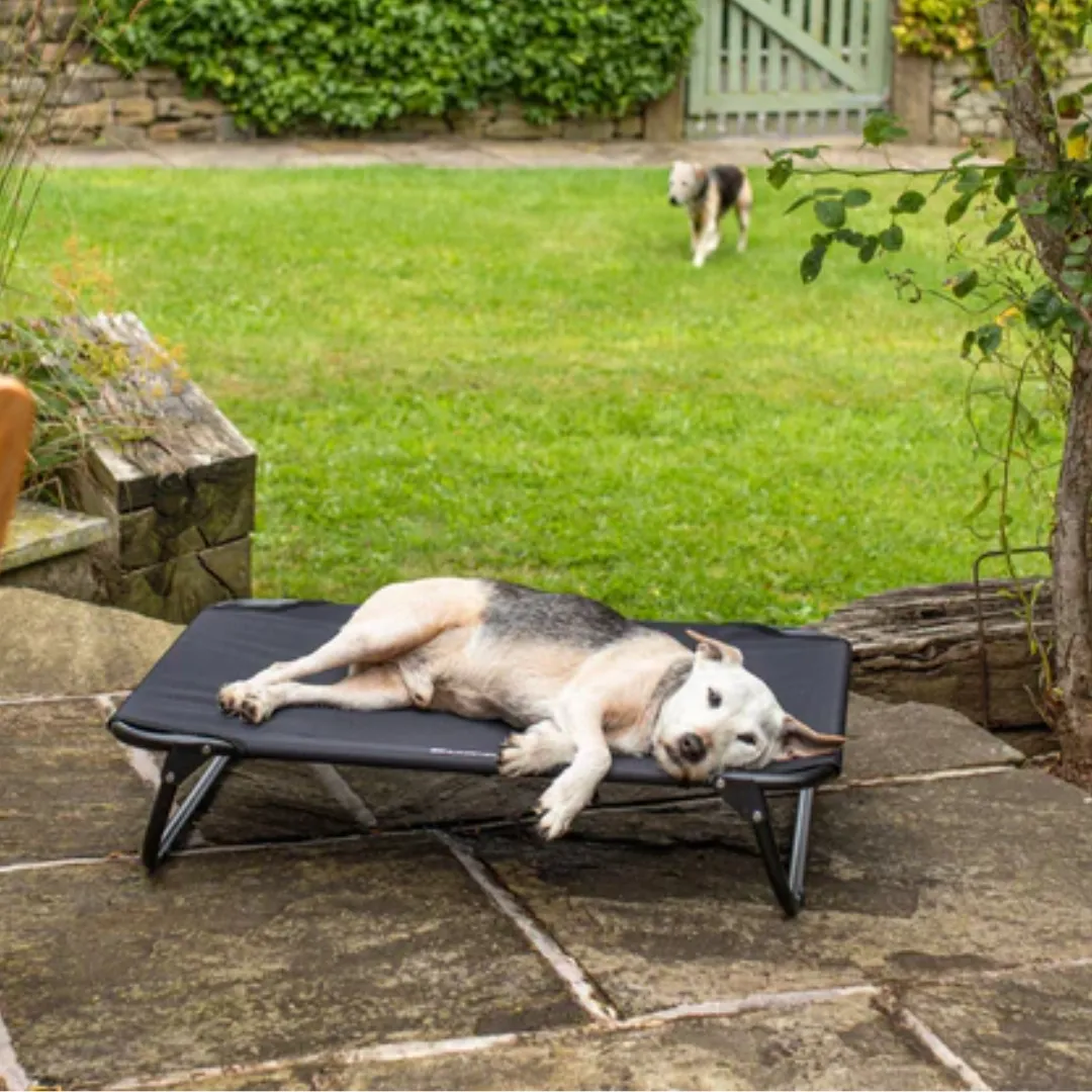 Bunty Foldable Raised Dog Bed
